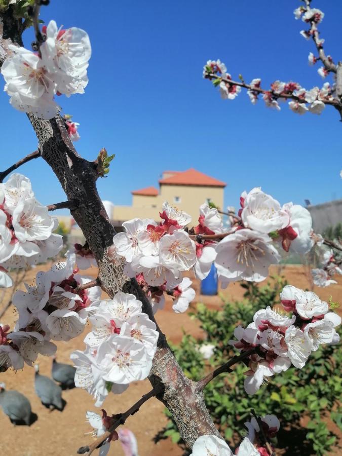 Villa Zee Madaba Exteriér fotografie